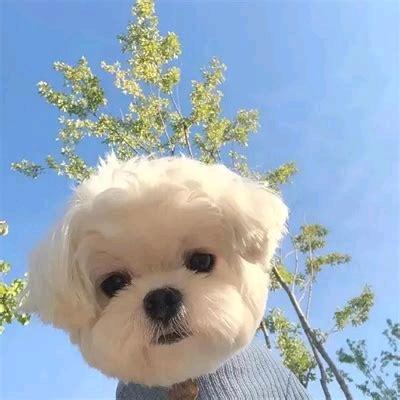 快乐小狗