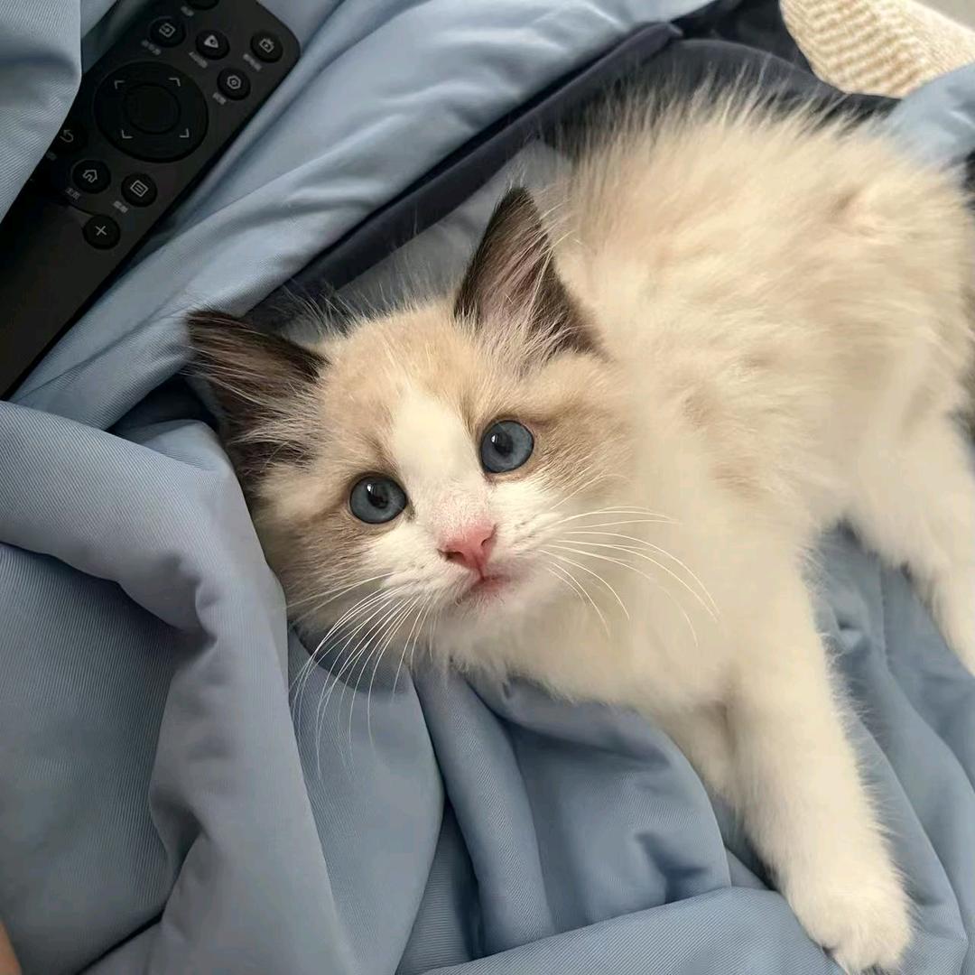 铁柱是只猫