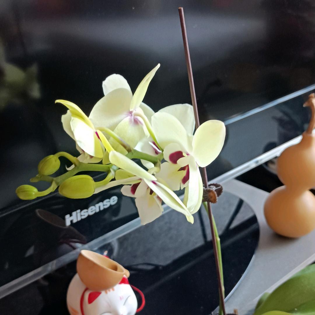 黎明💗