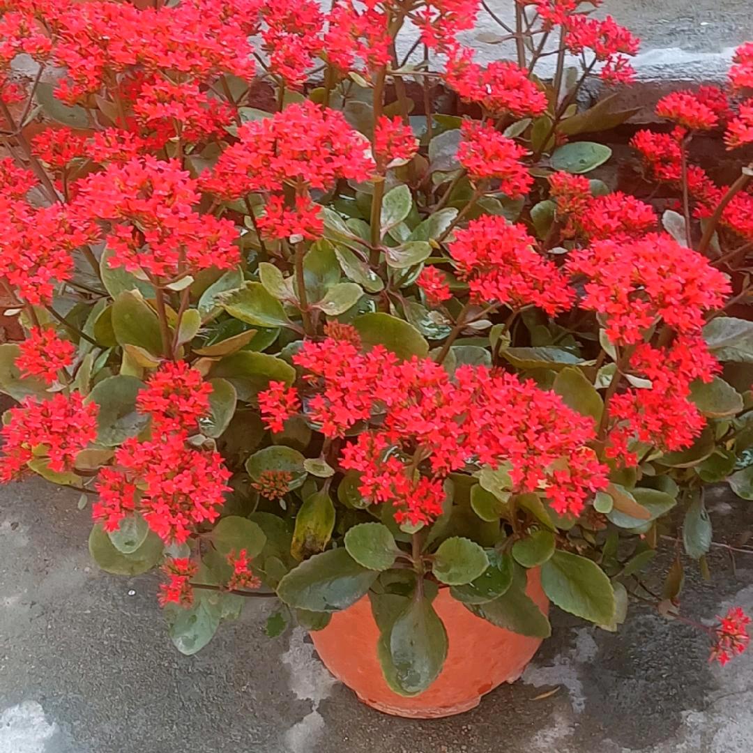 幸福妹子🌷🌺