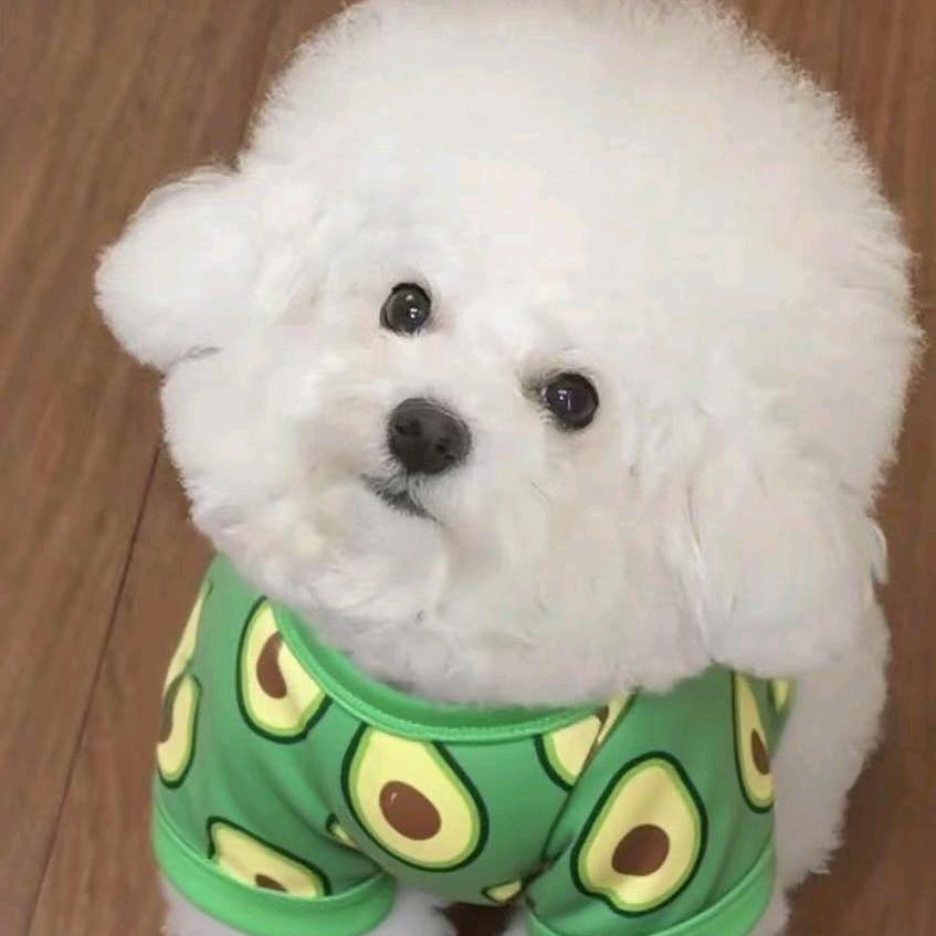 宠物之家
