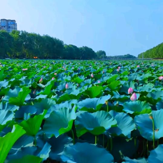 一生有袁好运常伴