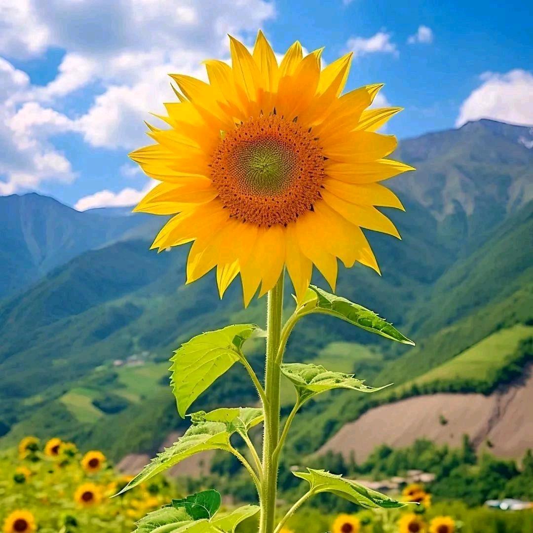 打弓妹¥