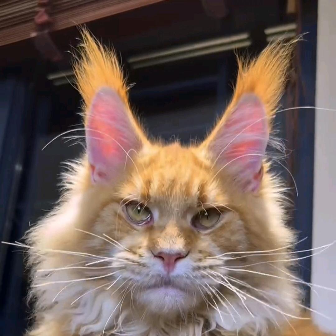公爵缅因猫舍