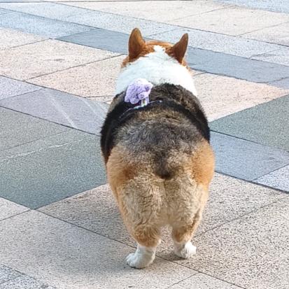 𝓗.灰灰