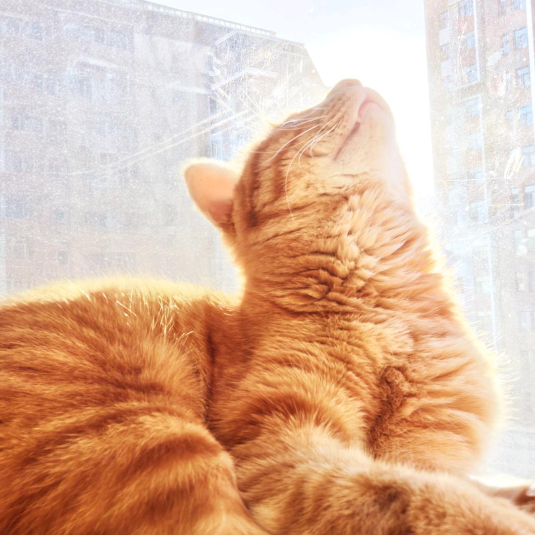 阳光灿烂的日子