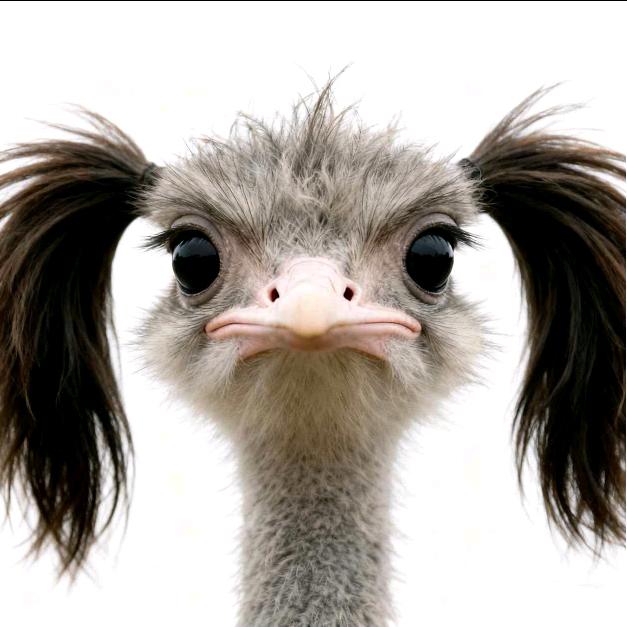 DilyG