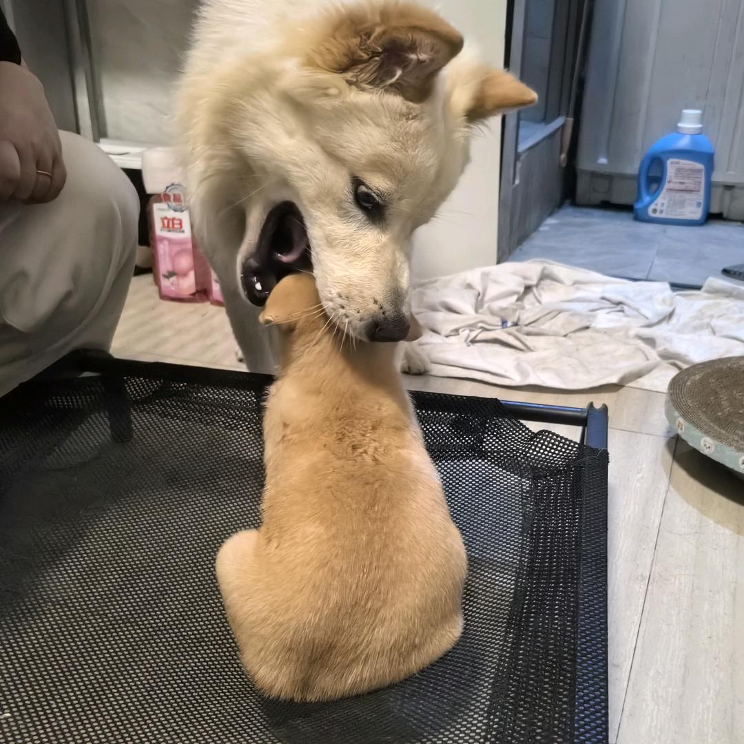 爱吃烤鸭腿