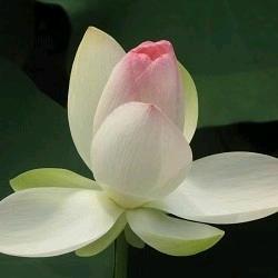龚文燕（静心）
