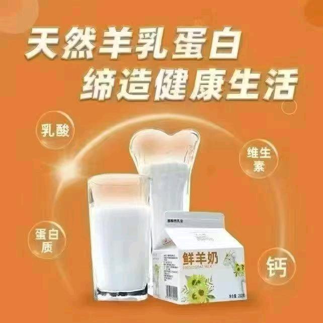 羊大师巴氏鲜奶《小罗》不限地接单