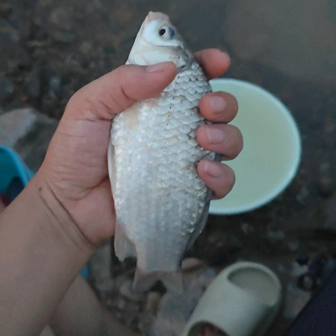 肖龙电子