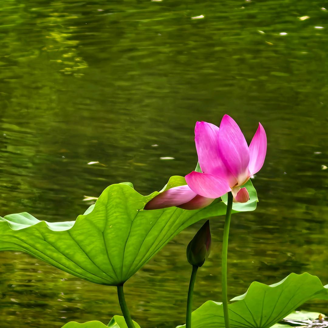 扣痧 · 返璞归真