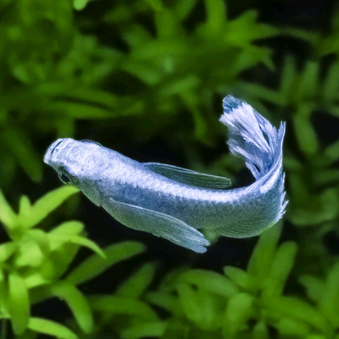 尔东小鳉