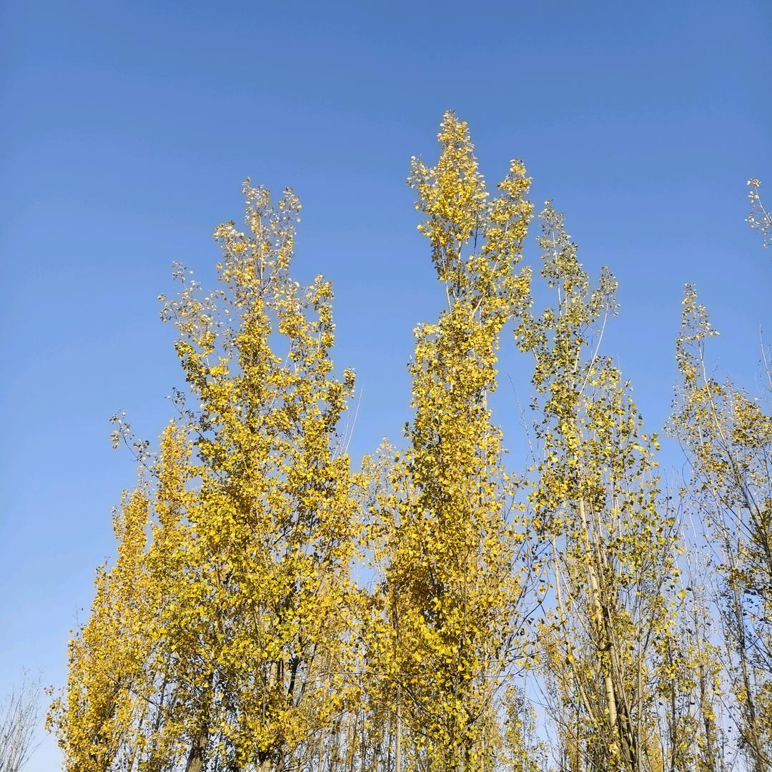 游四方