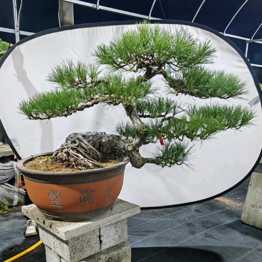 瑞承盆景