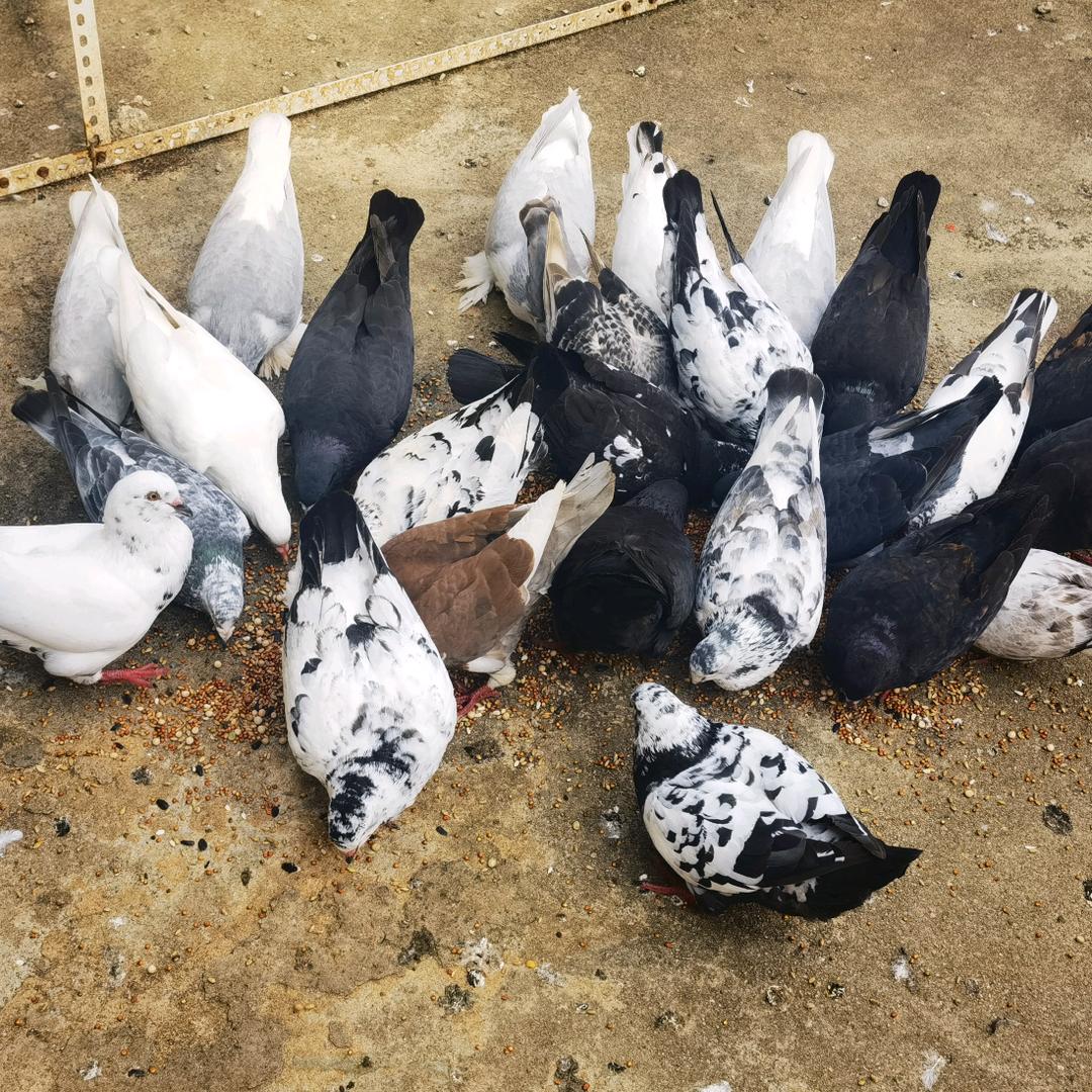 草莓.妘髓○▽○