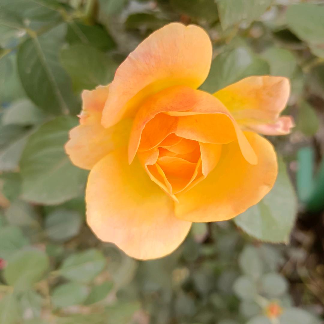 郭家羊汤热羊肚