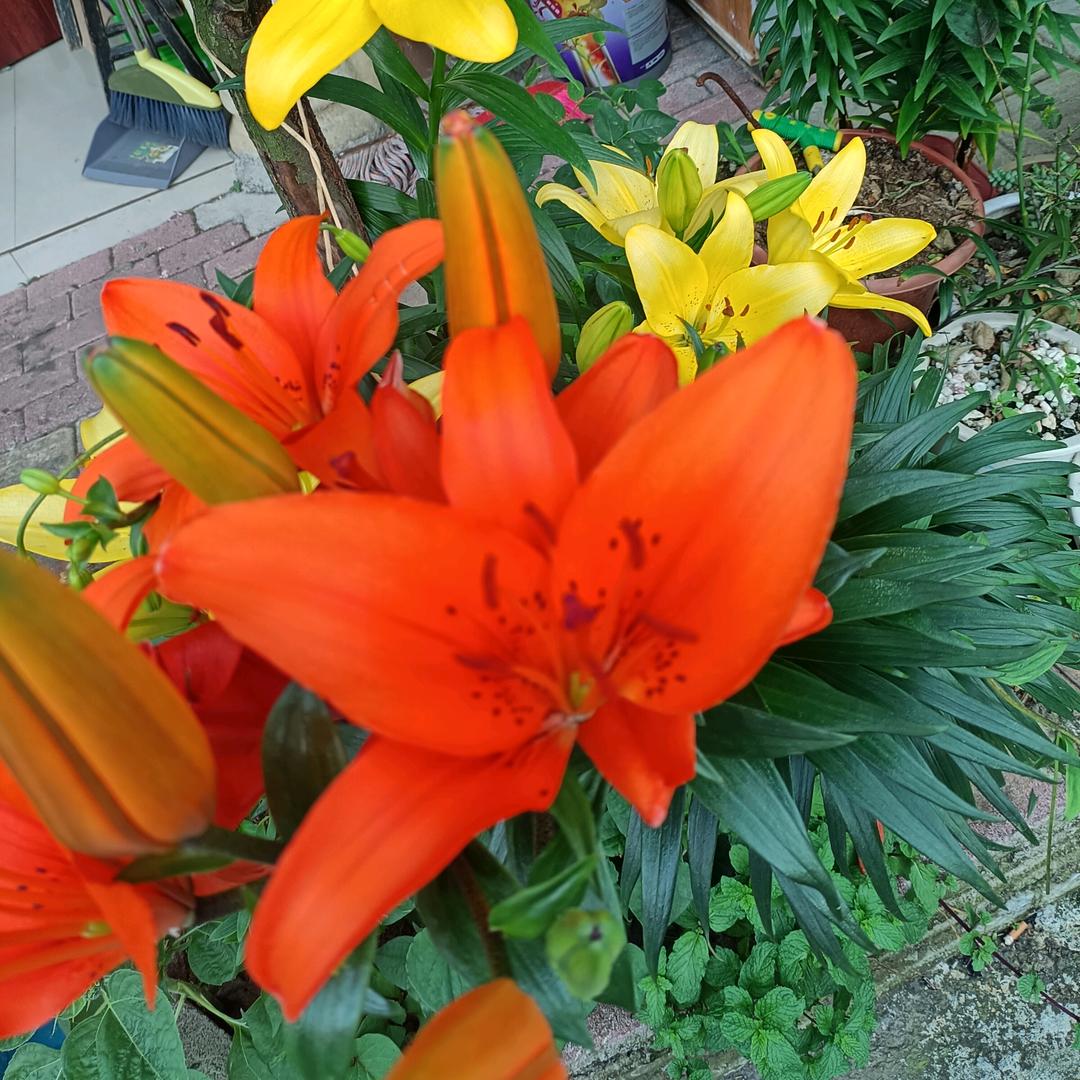 幸🍀🍀运🍀🌺🌺