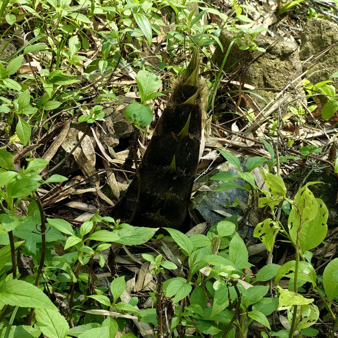 蓝瓦格