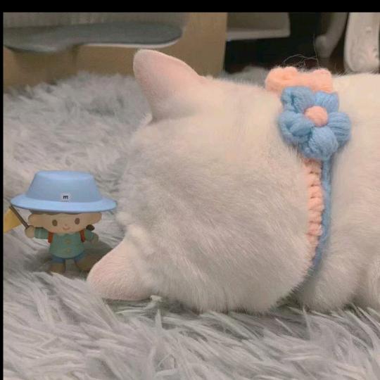 ଫ᭄猫猫ꦿ❤️