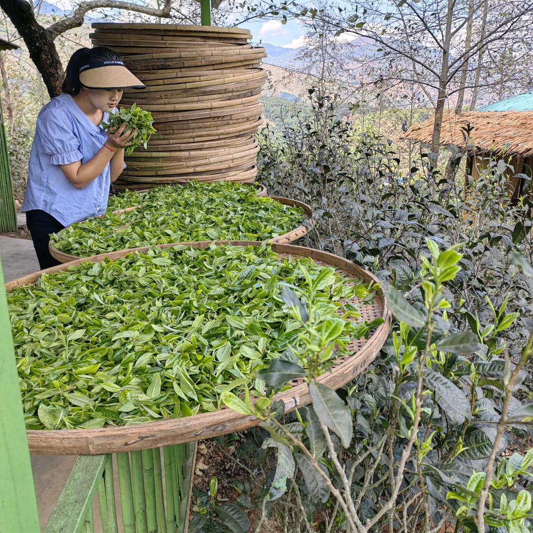 龙腾茶叶—李波