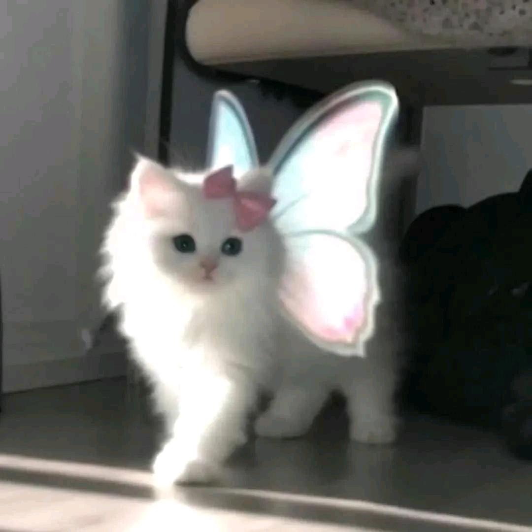 一昂羊