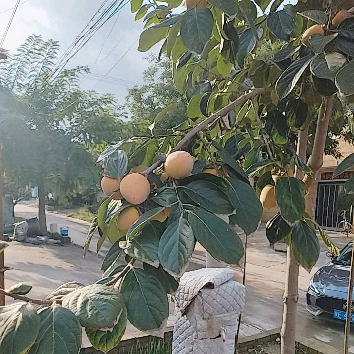 香溢四季富平三宝