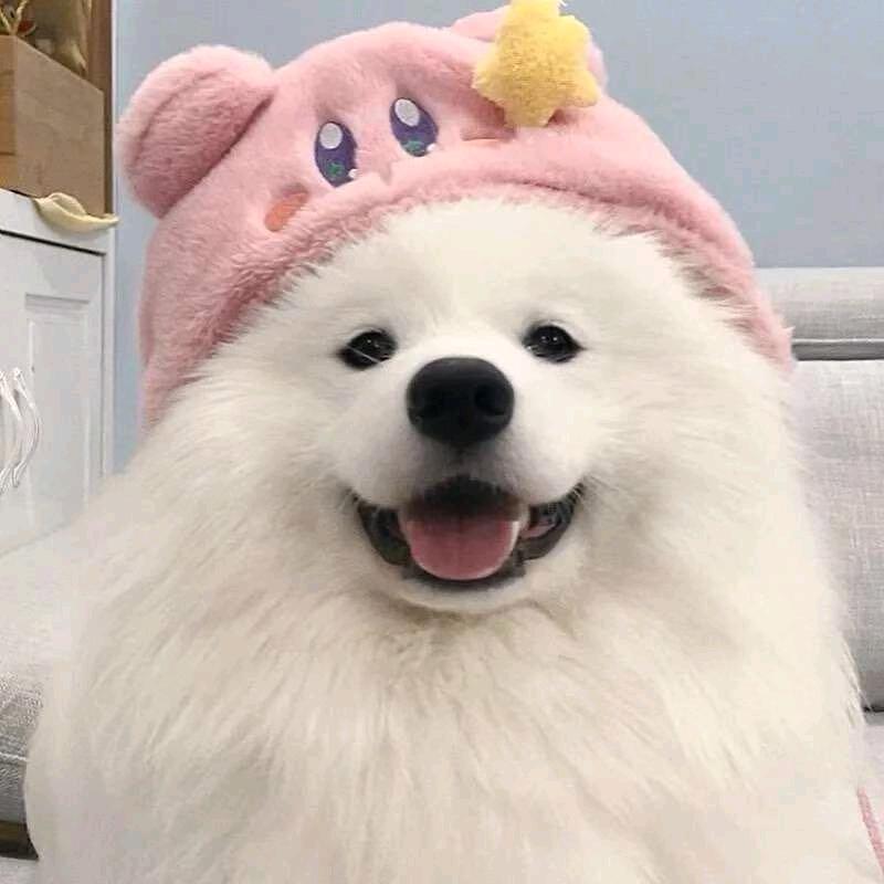 熊猫（江西版）