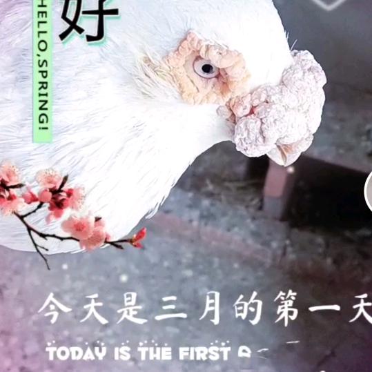 进财鸽舍：精品沙眼白，开花大鼻子