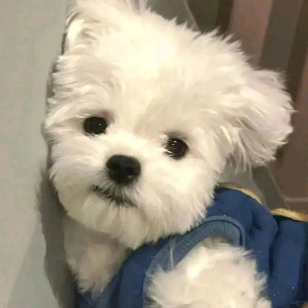 秋
