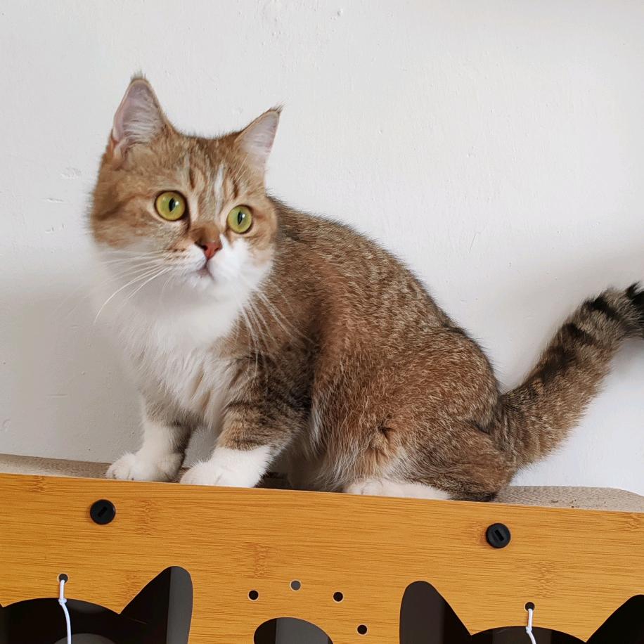 爱养猫的玲玲
