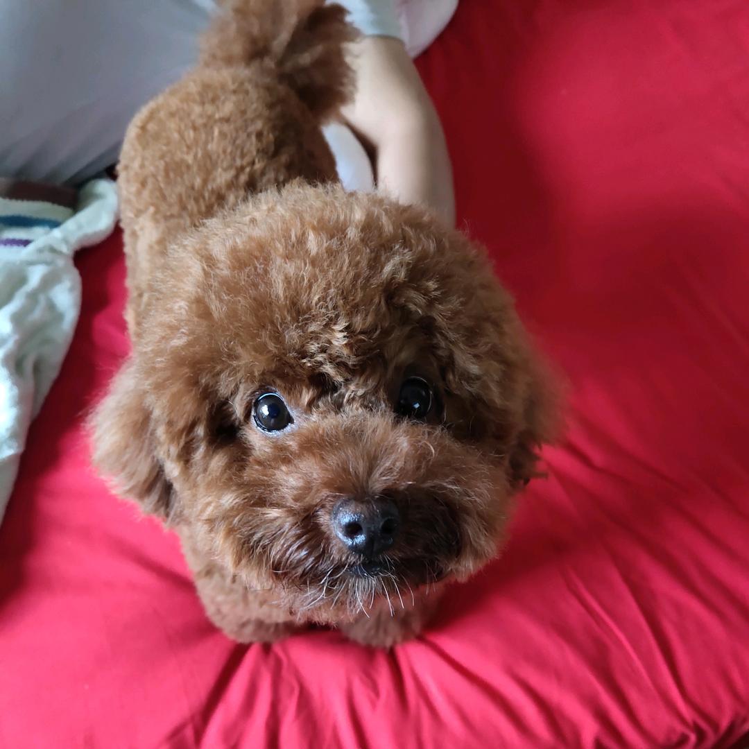 幸福的小笼包
