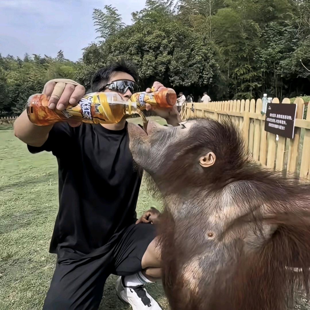 无糖可乐🥤