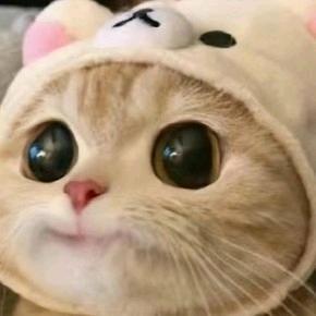 A宠物医院助理—小6