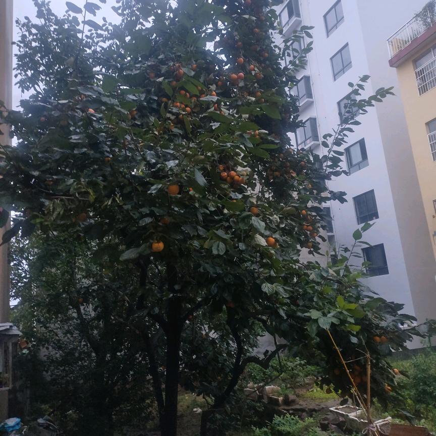 我爱一生