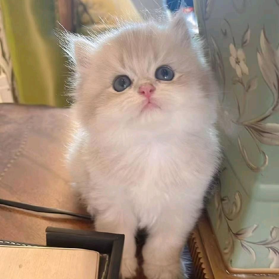 踩小人（吃丹修仙）