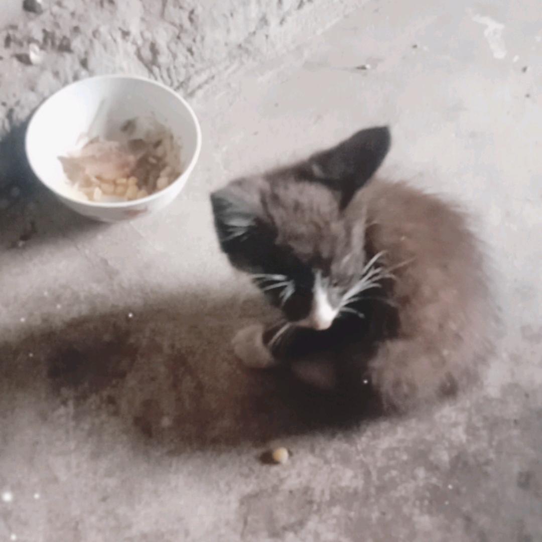 张家君