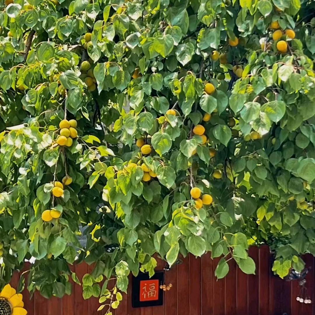 ღ᭄幸运꧔ꦿ᭄