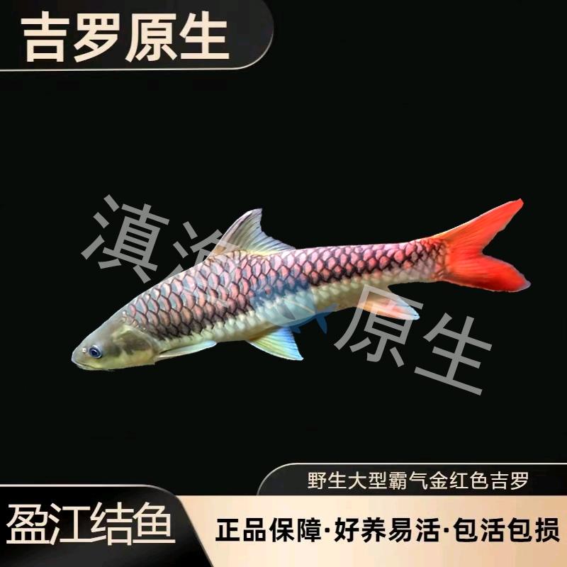 @滇渔🐟原生2号铺