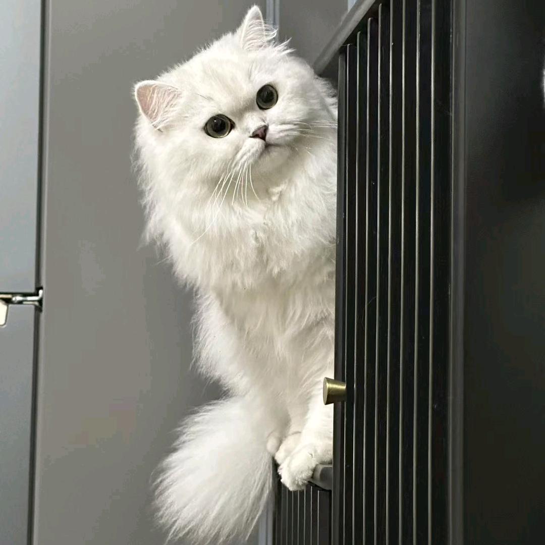 丝瓜蛋汤 🏠🌈