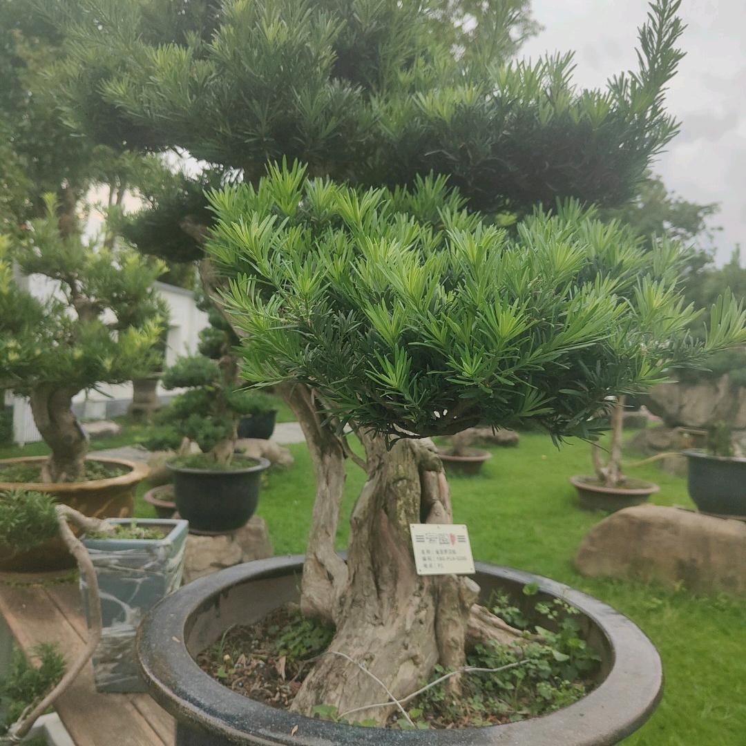 心如止烟