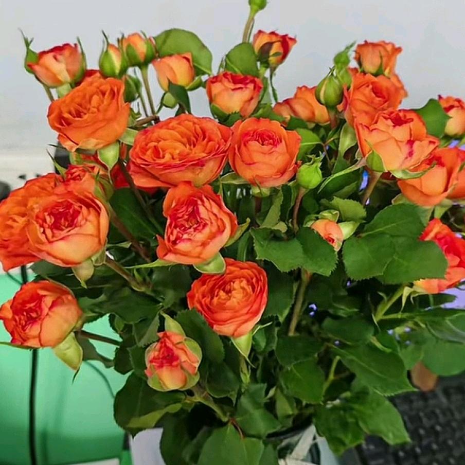 苹果嫂🍎🍎🍎