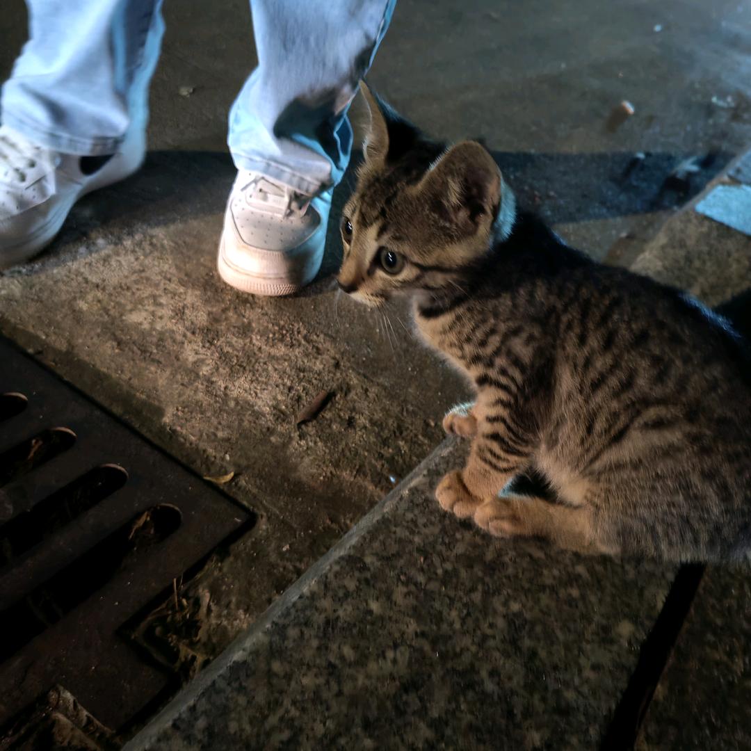 九丸