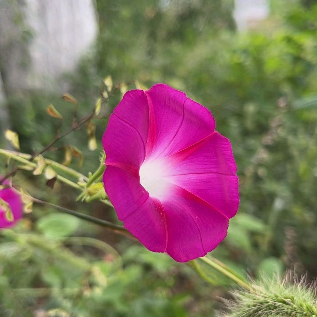 开心每一天心素如简