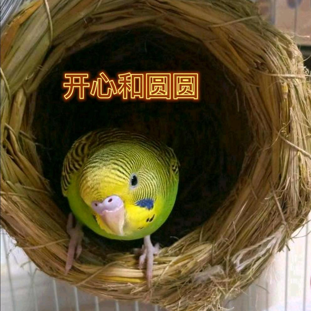 树坡🦜