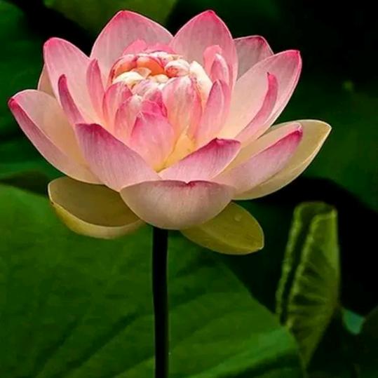 ✨拾🌸光