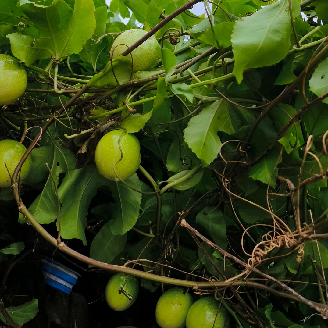红豆