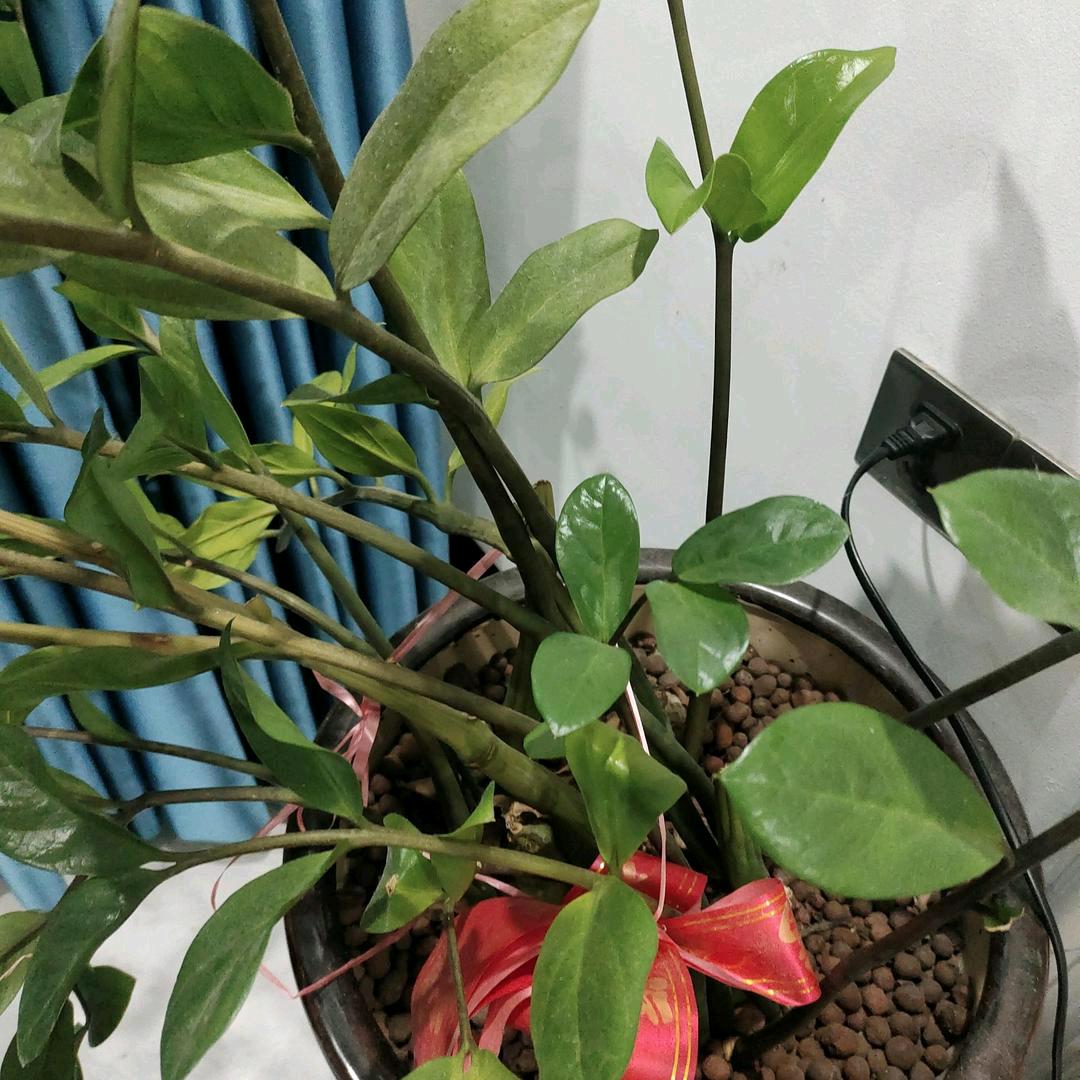 芬妈生活记录