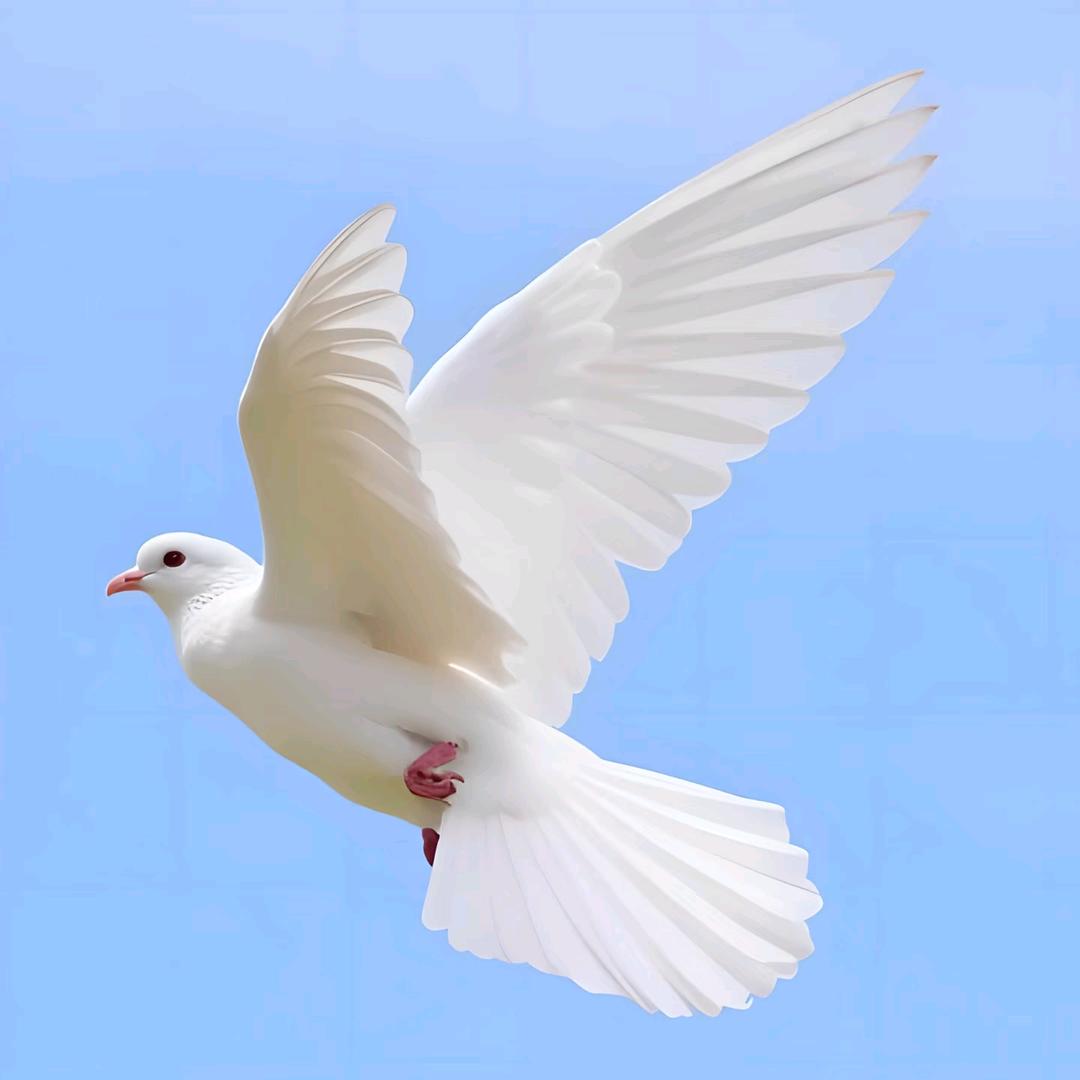 鸽迷娟子