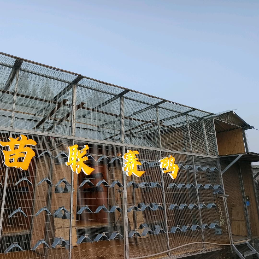 启明赛鸽